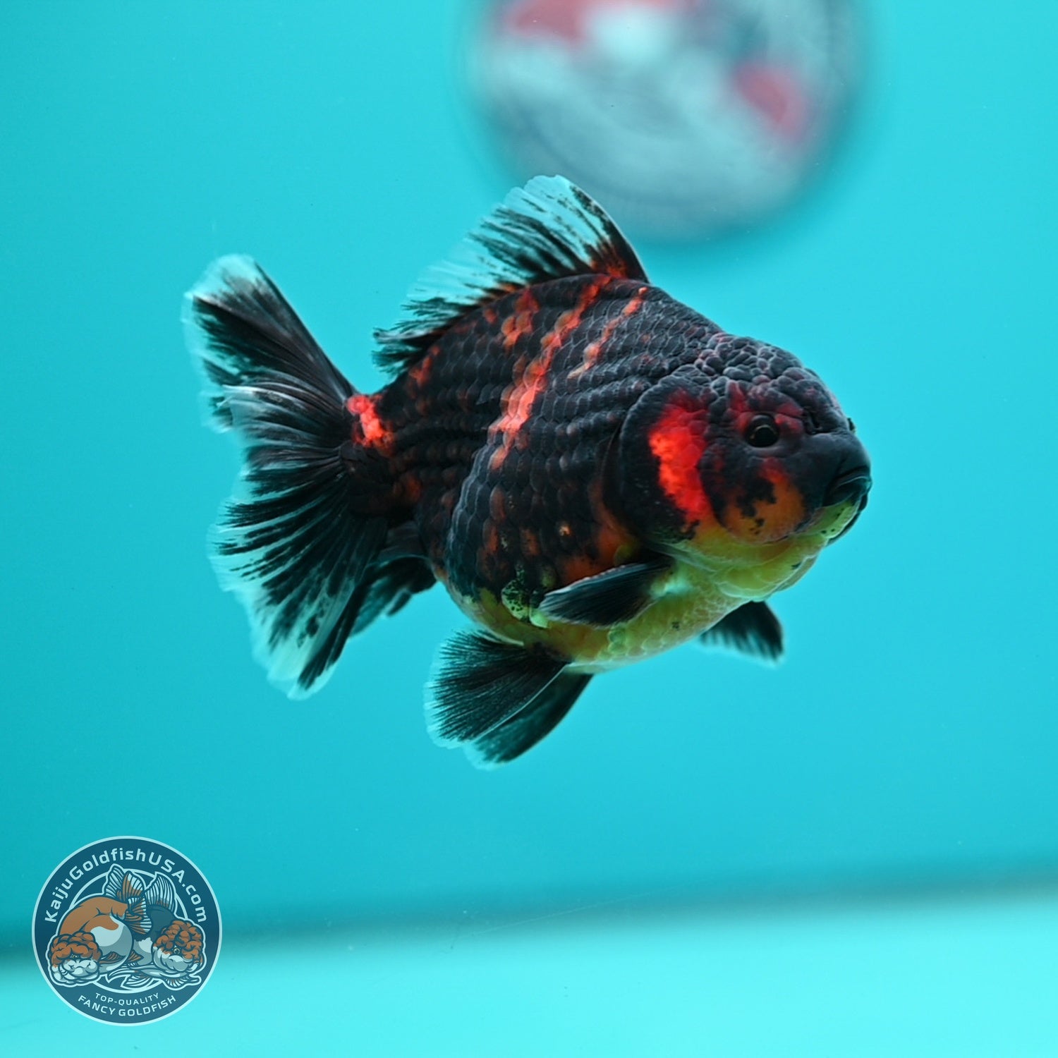 Heavy Ink Tiger Oranda 3.5 inch Body (260619_OR11)