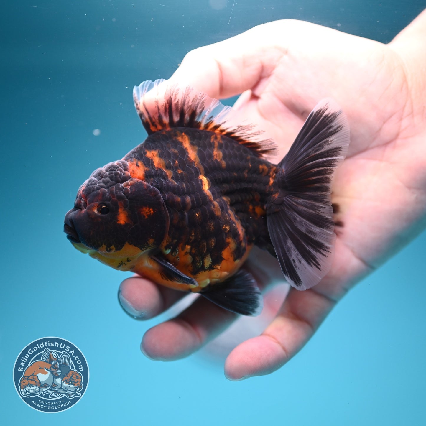 Heavy Ink Tiger Oranda 3.5 inch Body (260619_OR11)