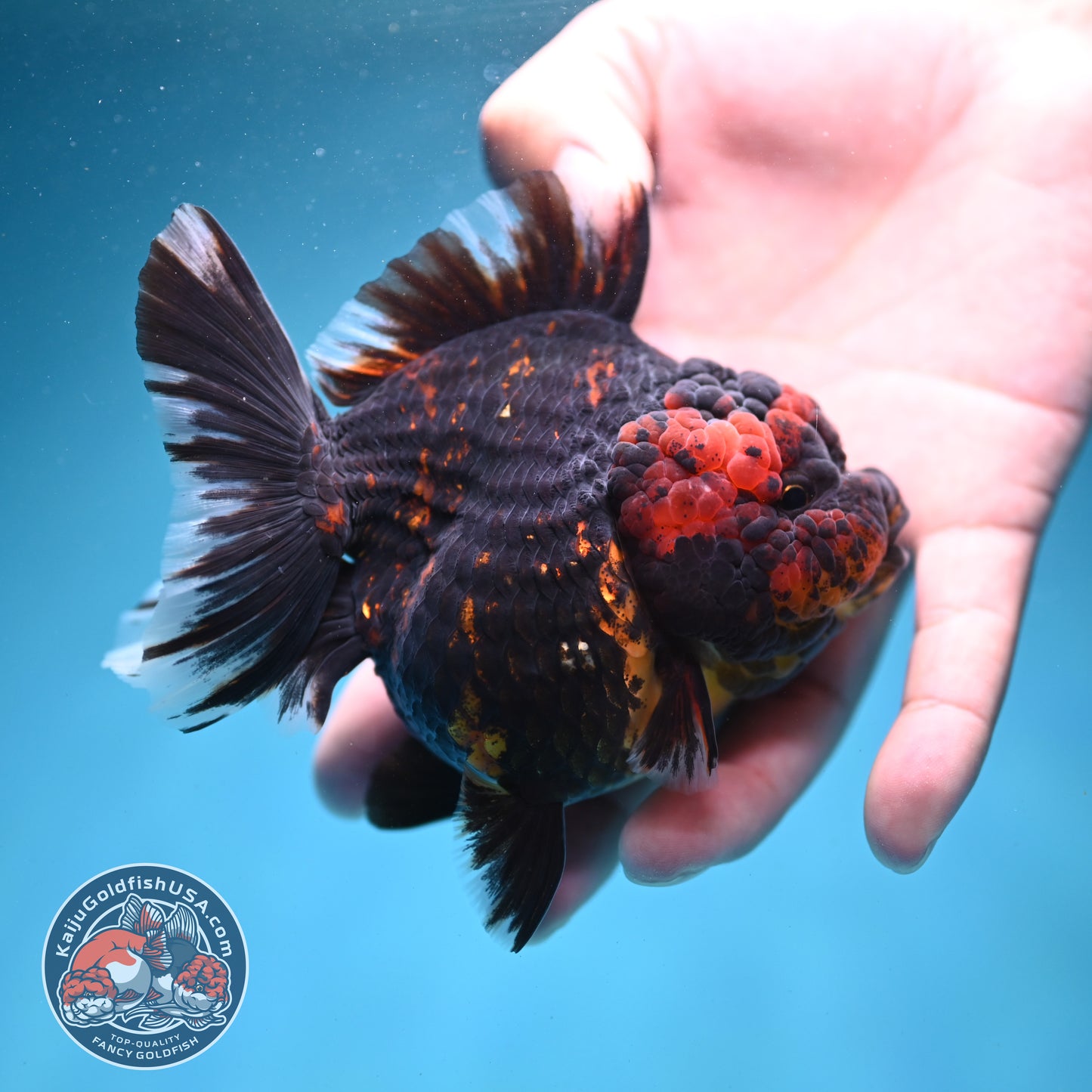 Heavy Ink Tiger Oranda 3.5 inch Body (260731_OR01)