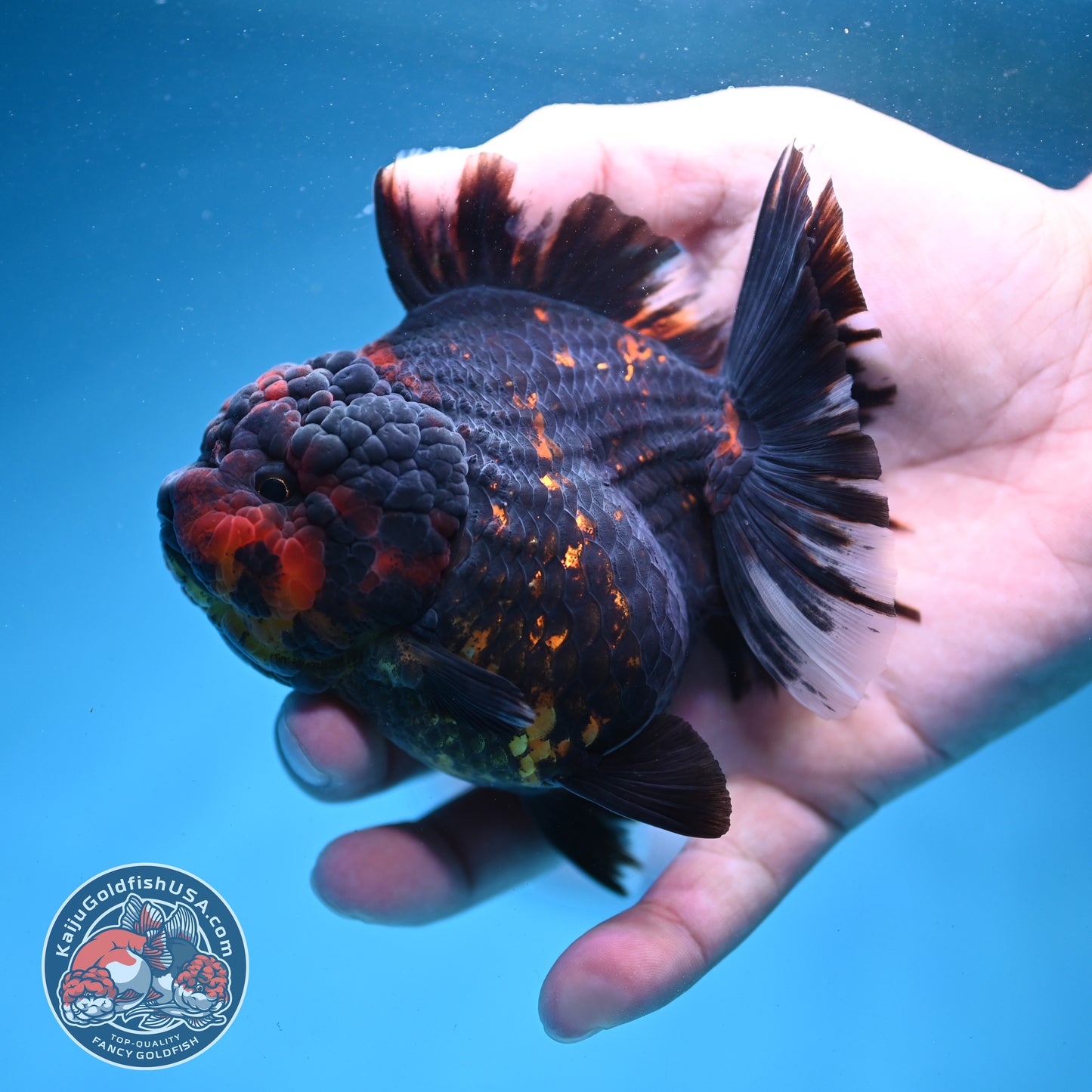 Heavy Ink Tiger Oranda 3.5 inch Body (260731_OR01)