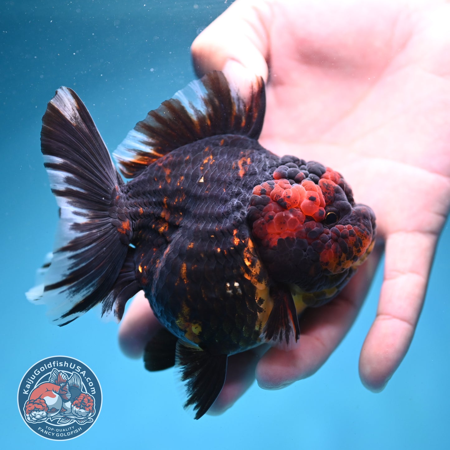 Heavy Ink Tiger Oranda 3.5 inch Body (260731_OR01)