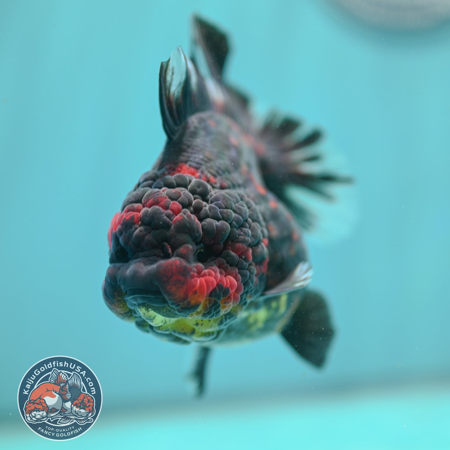 Heavy Ink Tiger Oranda 3.5 inch Body (260731_OR01)