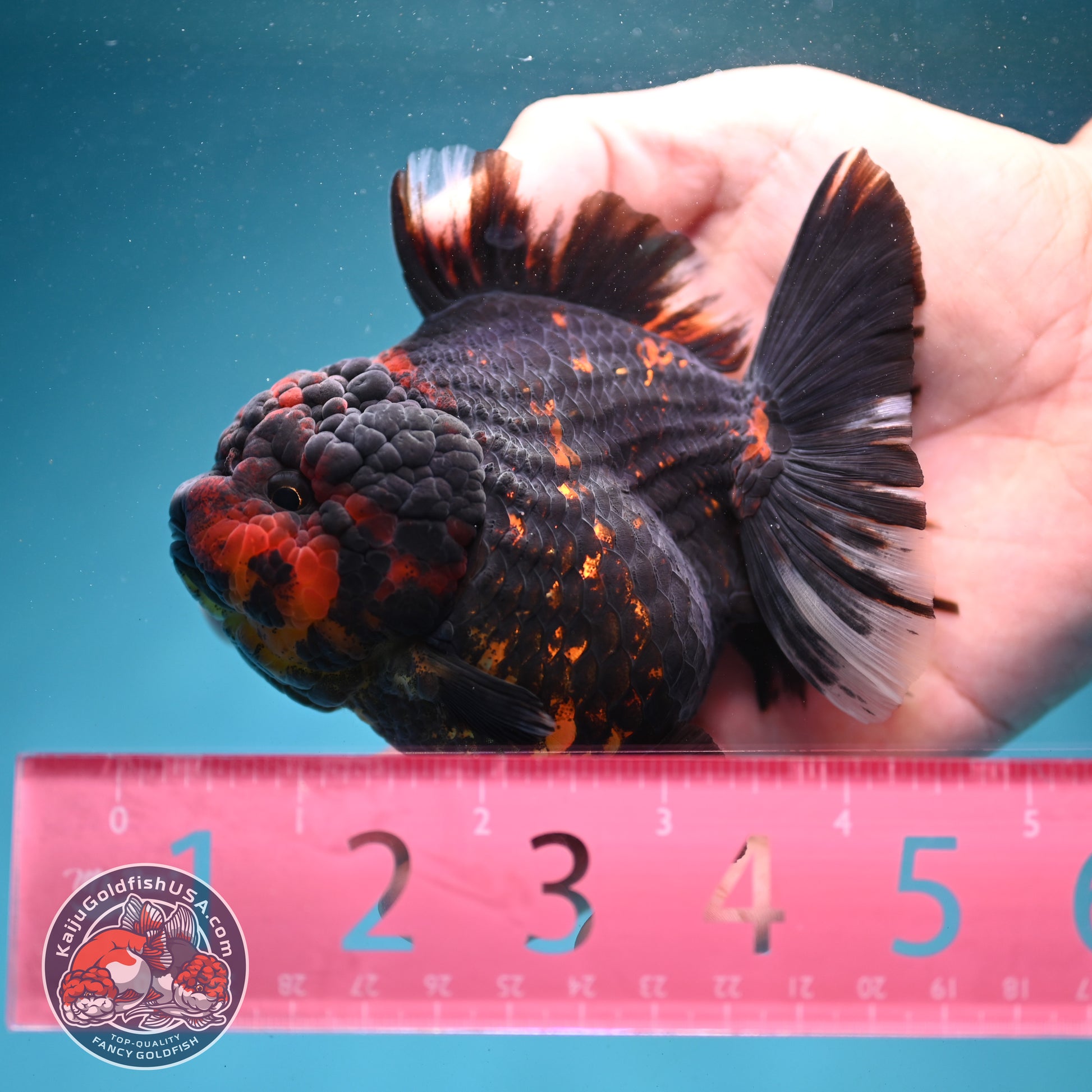Heavy Ink Tiger Oranda 3.5 inch Body (260731_OR01)