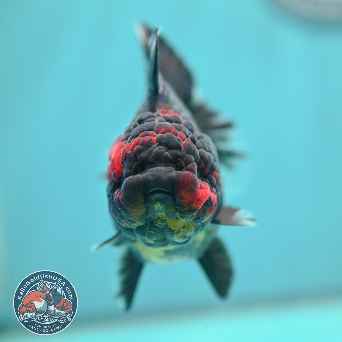 Heavy Ink Tiger Oranda 3.5 inch Body (260731_OR01)