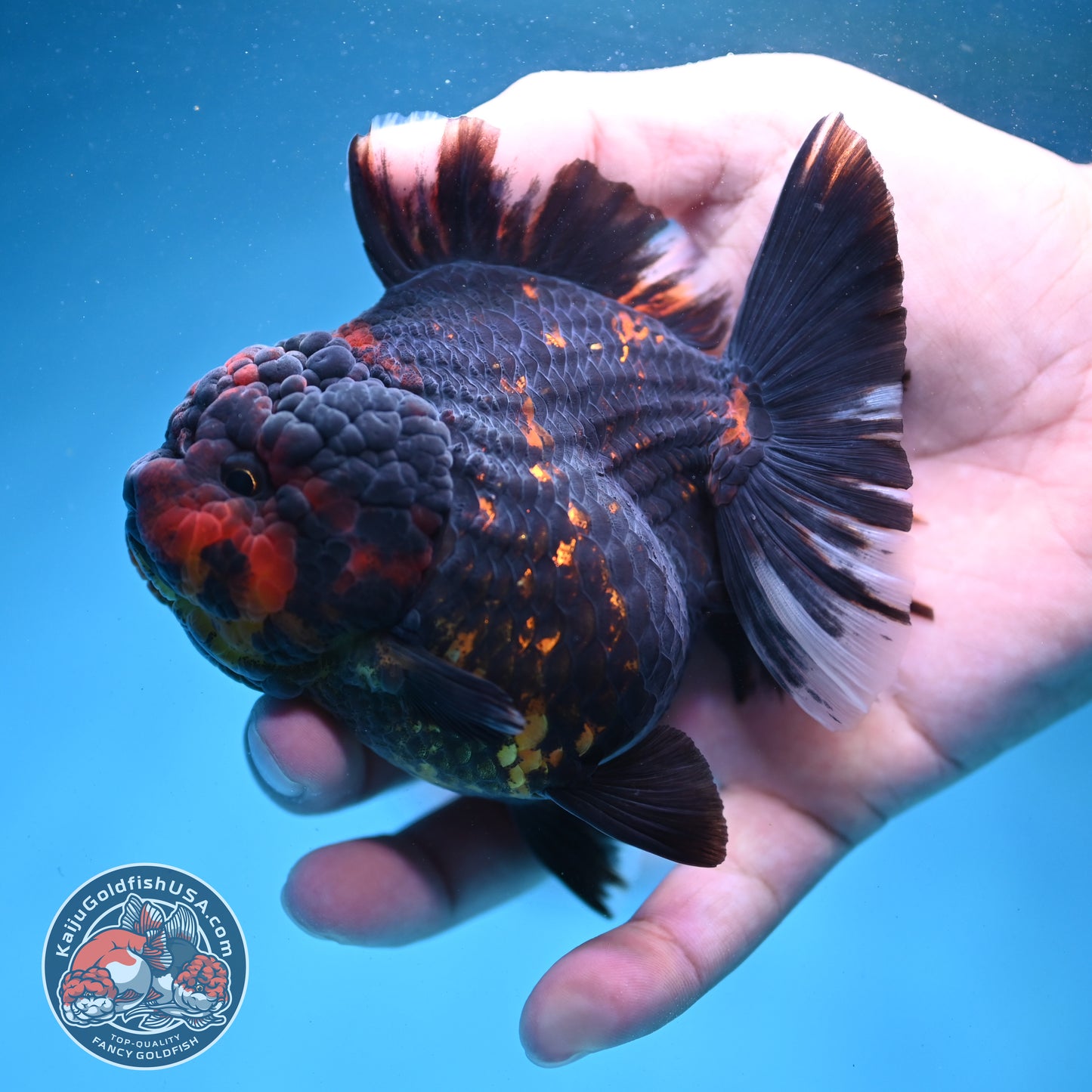 Heavy Ink Tiger Oranda 3.5 inch Body (260731_OR01)