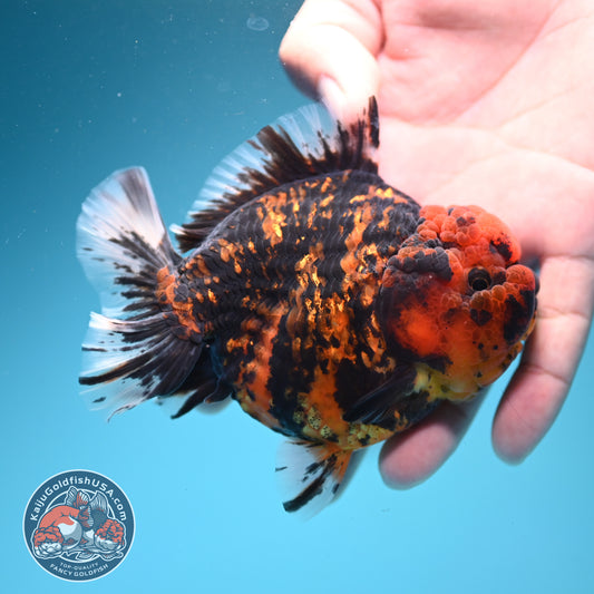 Heavy Ink Tiger Oranda 3.5 inch Body (260731_OR07)