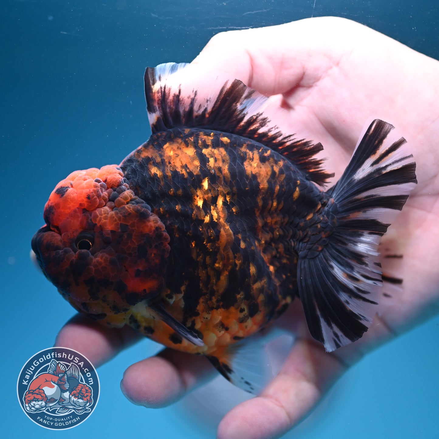 Heavy Ink Tiger Oranda 3.5 inch Body (260731_OR07)