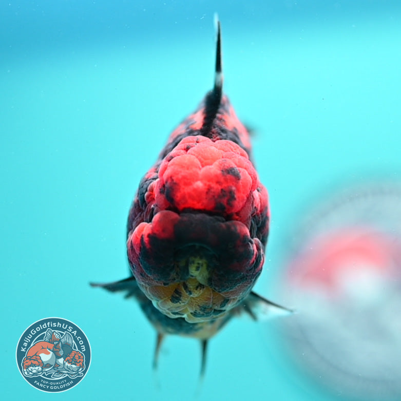 Heavy Ink Tiger Oranda 3.5 inch Body (260731_OR07)