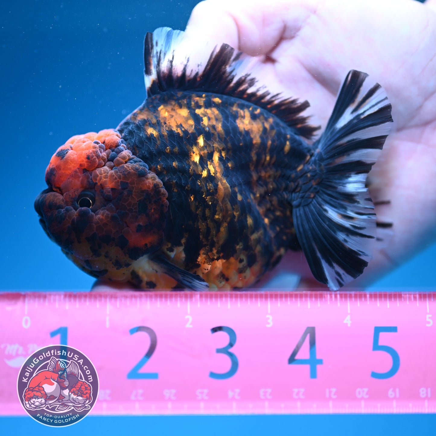 Heavy Ink Tiger Oranda 3.5 inch Body (260731_OR07)