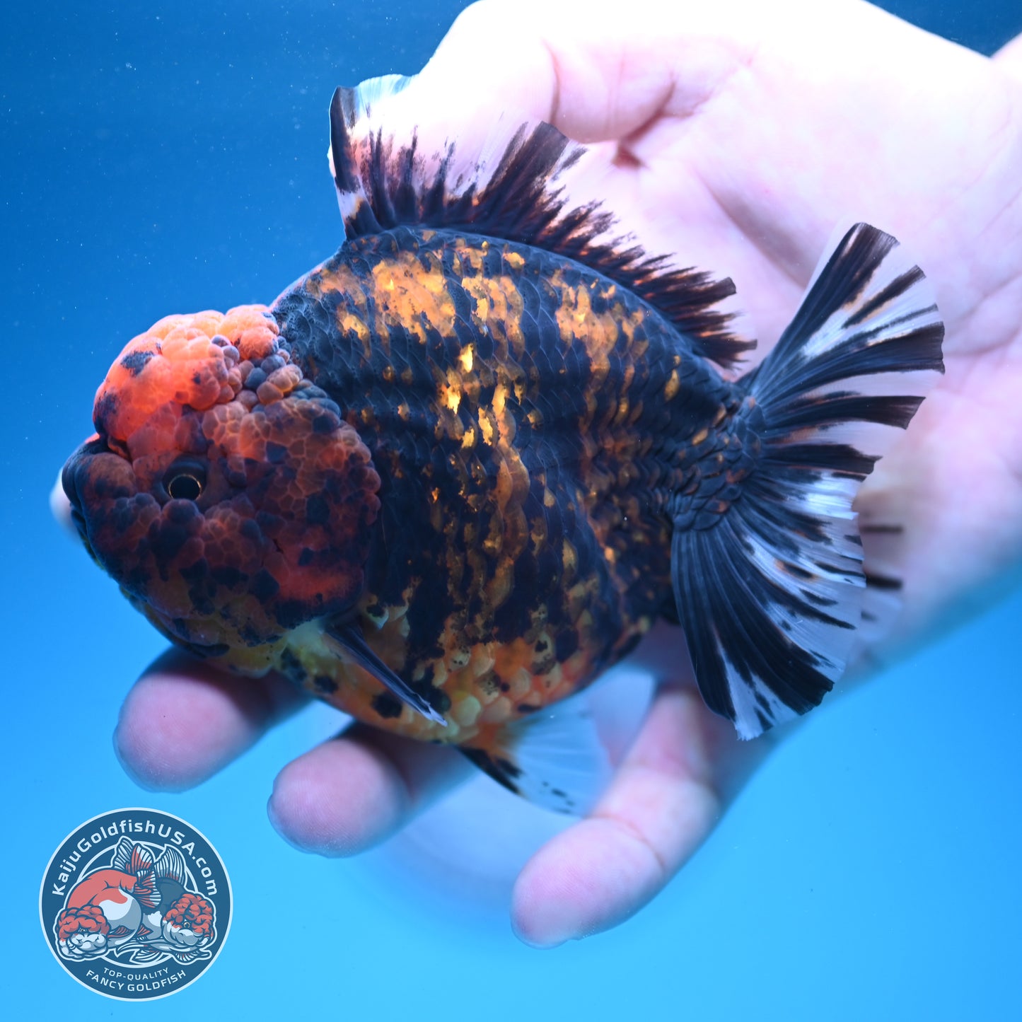 Heavy Ink Tiger Oranda 3.5 inch Body (260731_OR07)