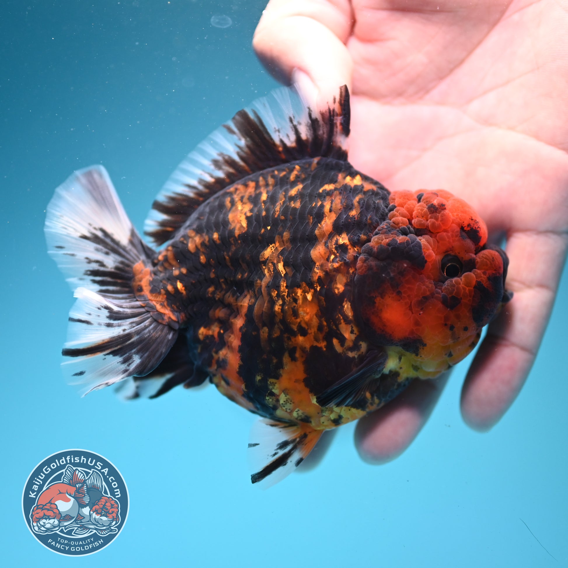 Heavy Ink Tiger Oranda 3.5 inch Body (260731_OR07)