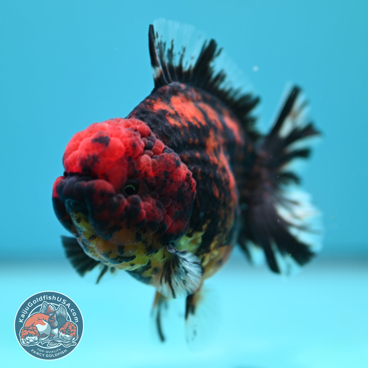 Heavy Ink Tiger Oranda 3.5 inch Body (260731_OR07)