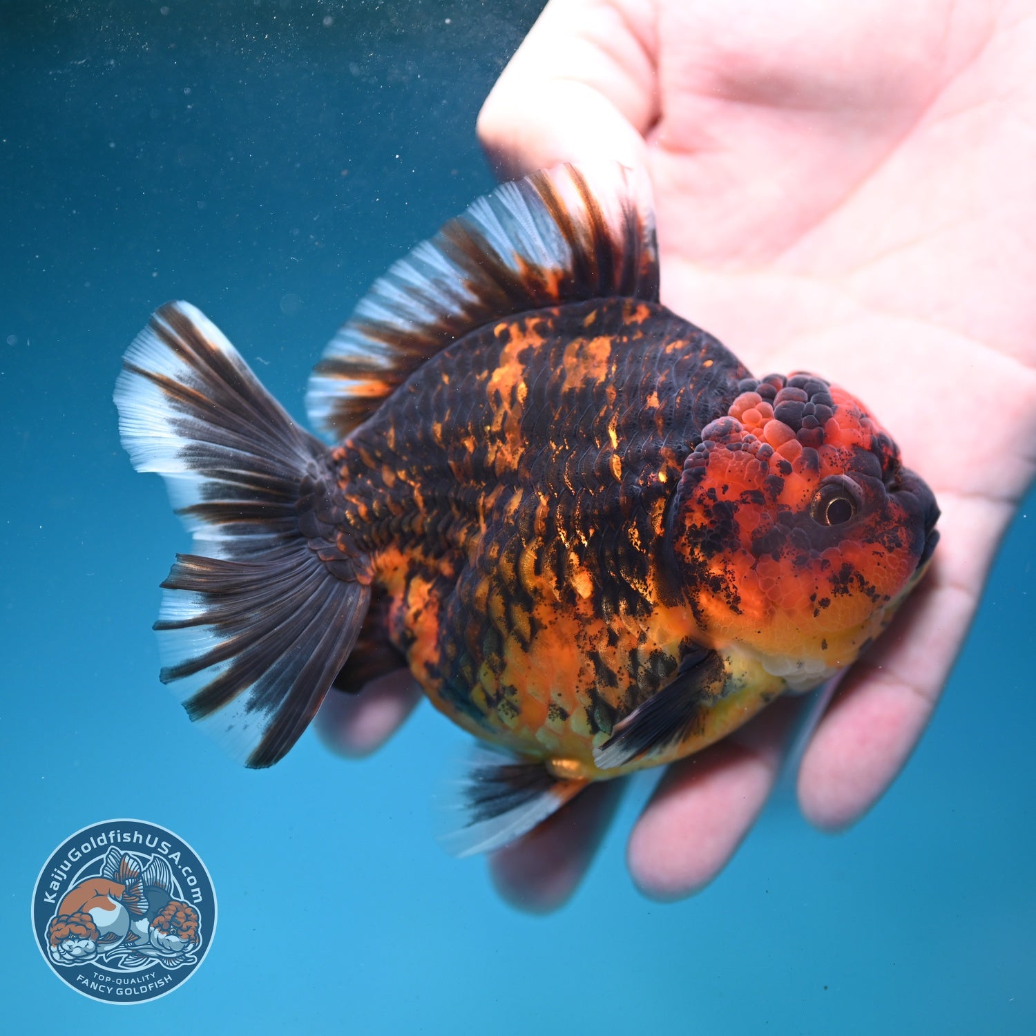Heavy Ink Tiger Oranda 3.5 inch Body (260821_OR19)