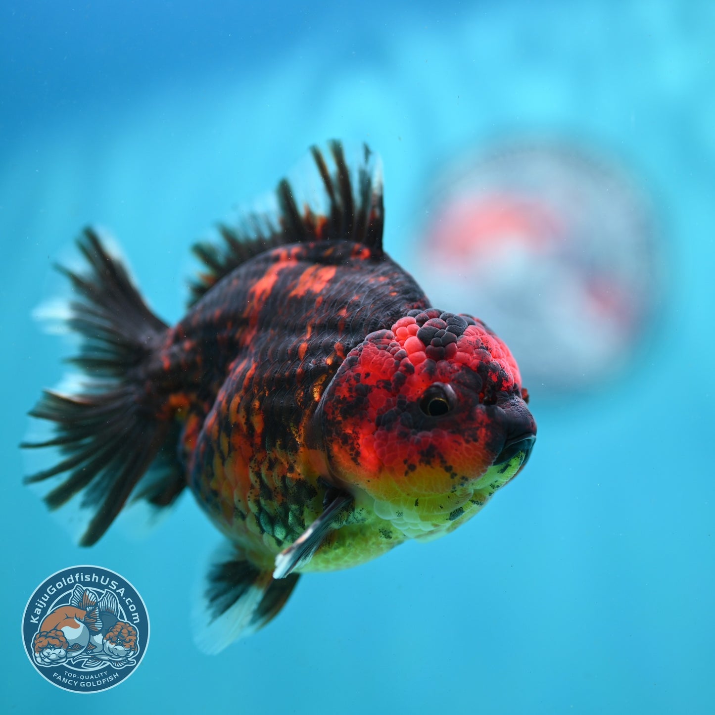 Heavy Ink Tiger Oranda 3.5 inch Body (260821_OR19)