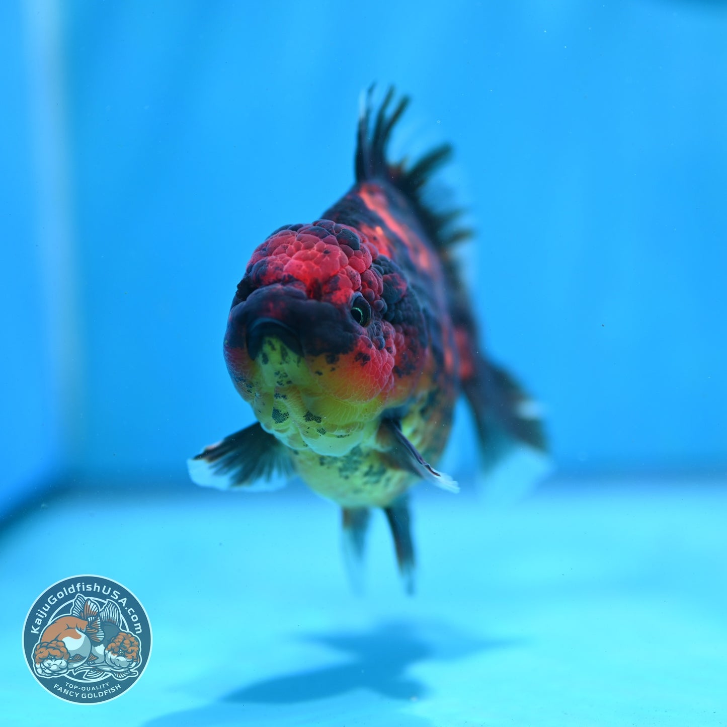 Heavy Ink Tiger Oranda 3.5 inch Body (260821_OR19)