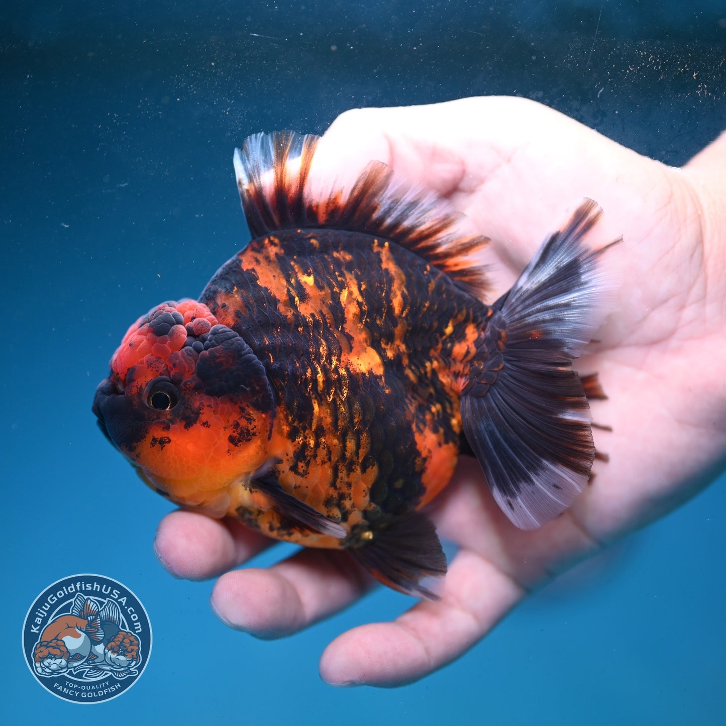 Heavy Ink Tiger Oranda 3.5 inch Body (260821_OR19)