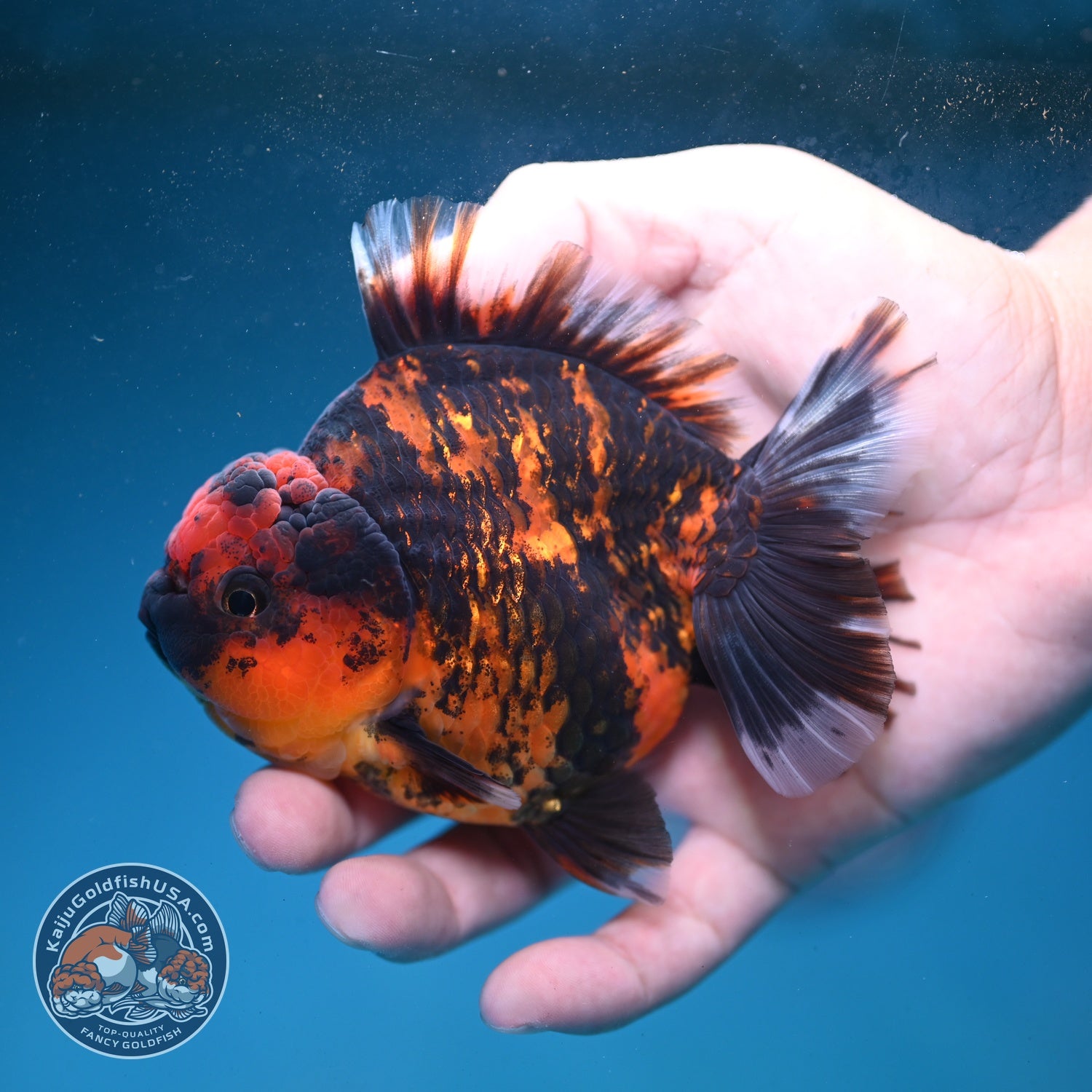 Heavy Ink Tiger Oranda 3.5 inch Body (260821_OR19)