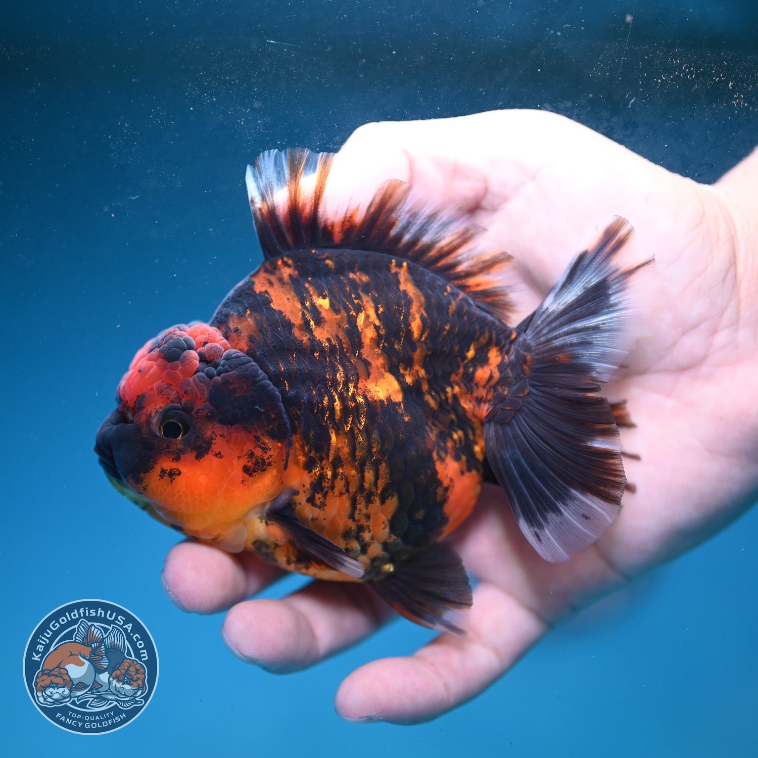 Heavy Ink Tiger Oranda 3.5 inch Body (260821_OR19)