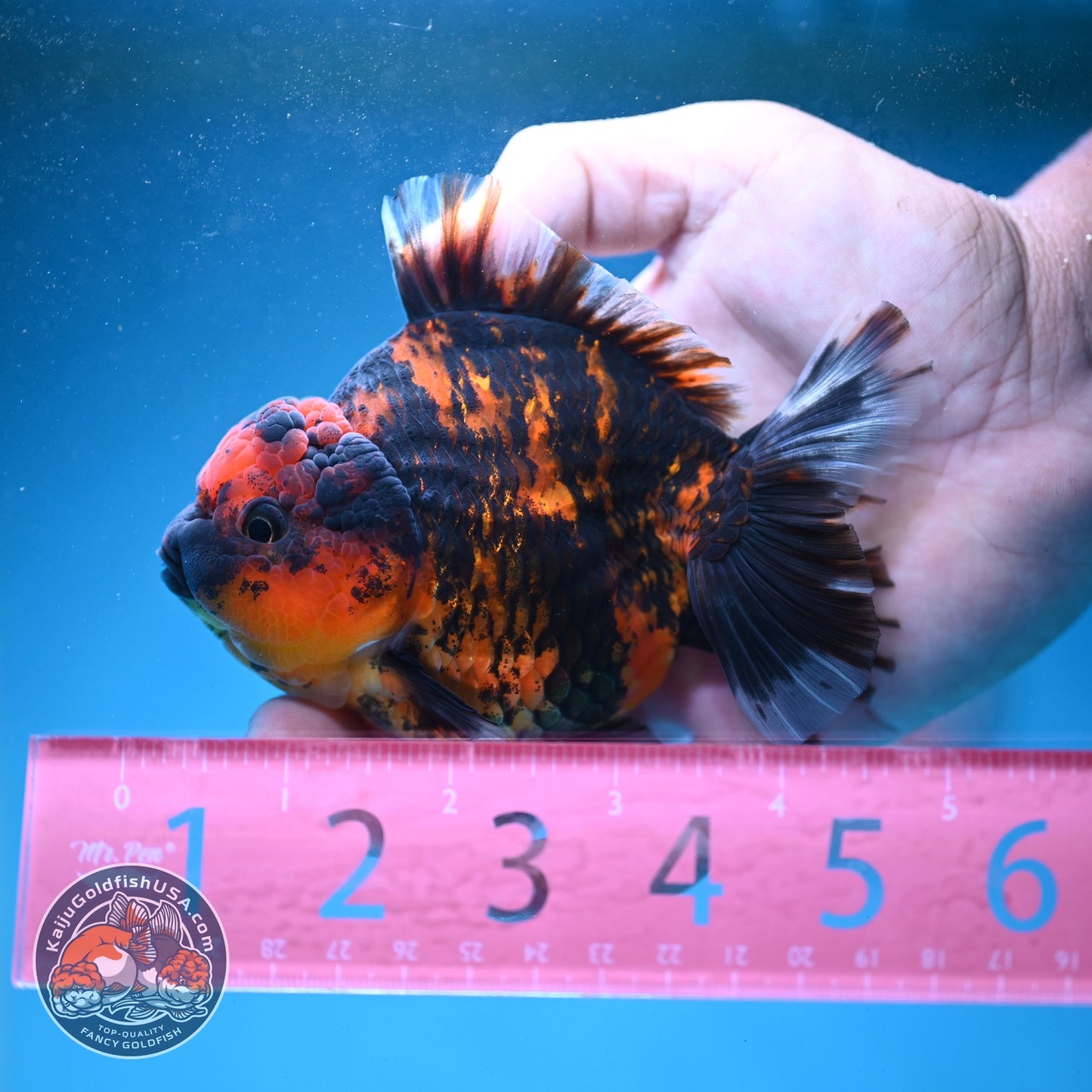 Heavy Ink Tiger Oranda 3.5 inch Body (260821_OR19)
