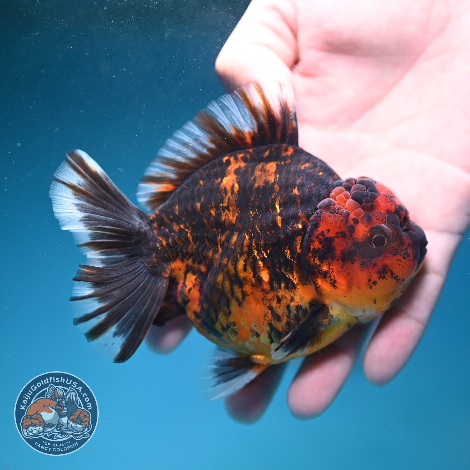 Heavy Ink Tiger Oranda 3.5 inch Body (260821_OR19)