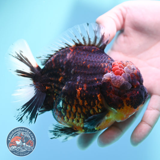 Heavy Ink Tiger Oranda 4 inch Body (260424_OR07)