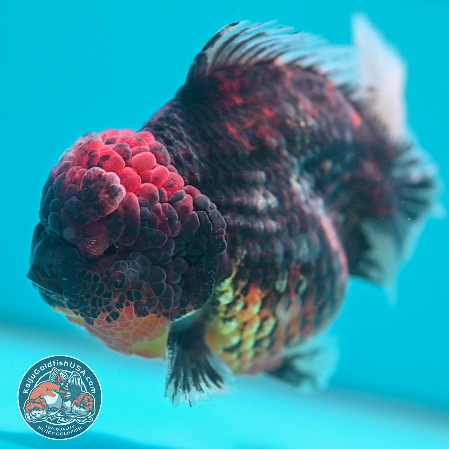 Heavy Ink Tiger Oranda 4 inch Body (260424_OR07)