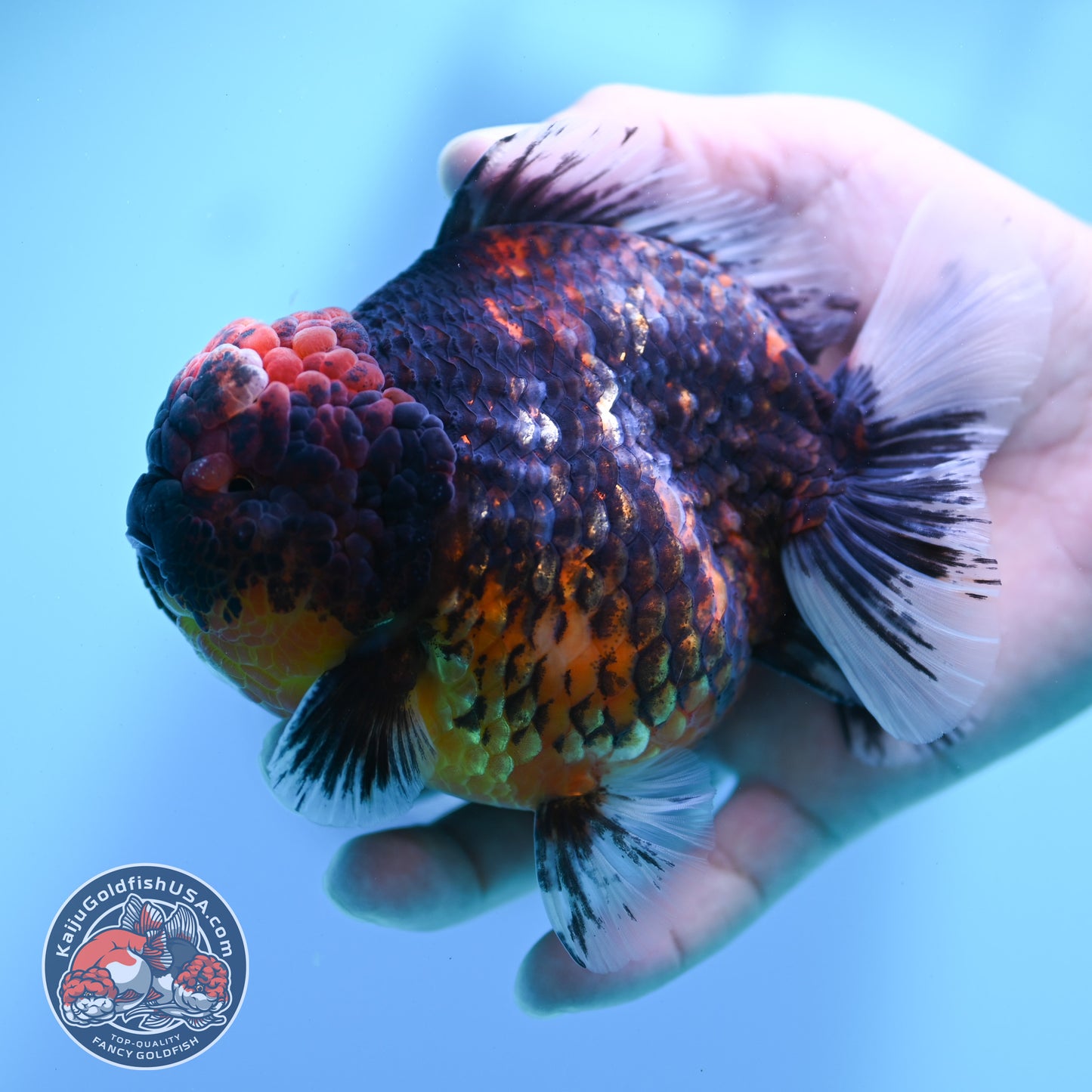 Heavy Ink Tiger Oranda 4 inch Body (260424_OR07)