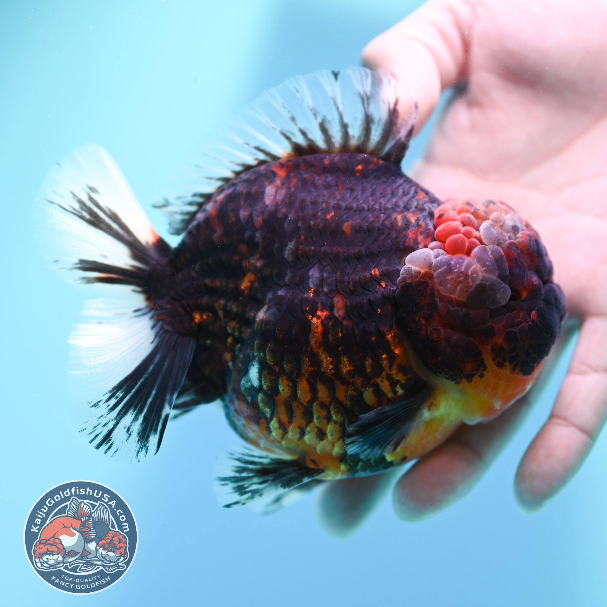Heavy Ink Tiger Oranda 4 inch Body (260424_OR07)