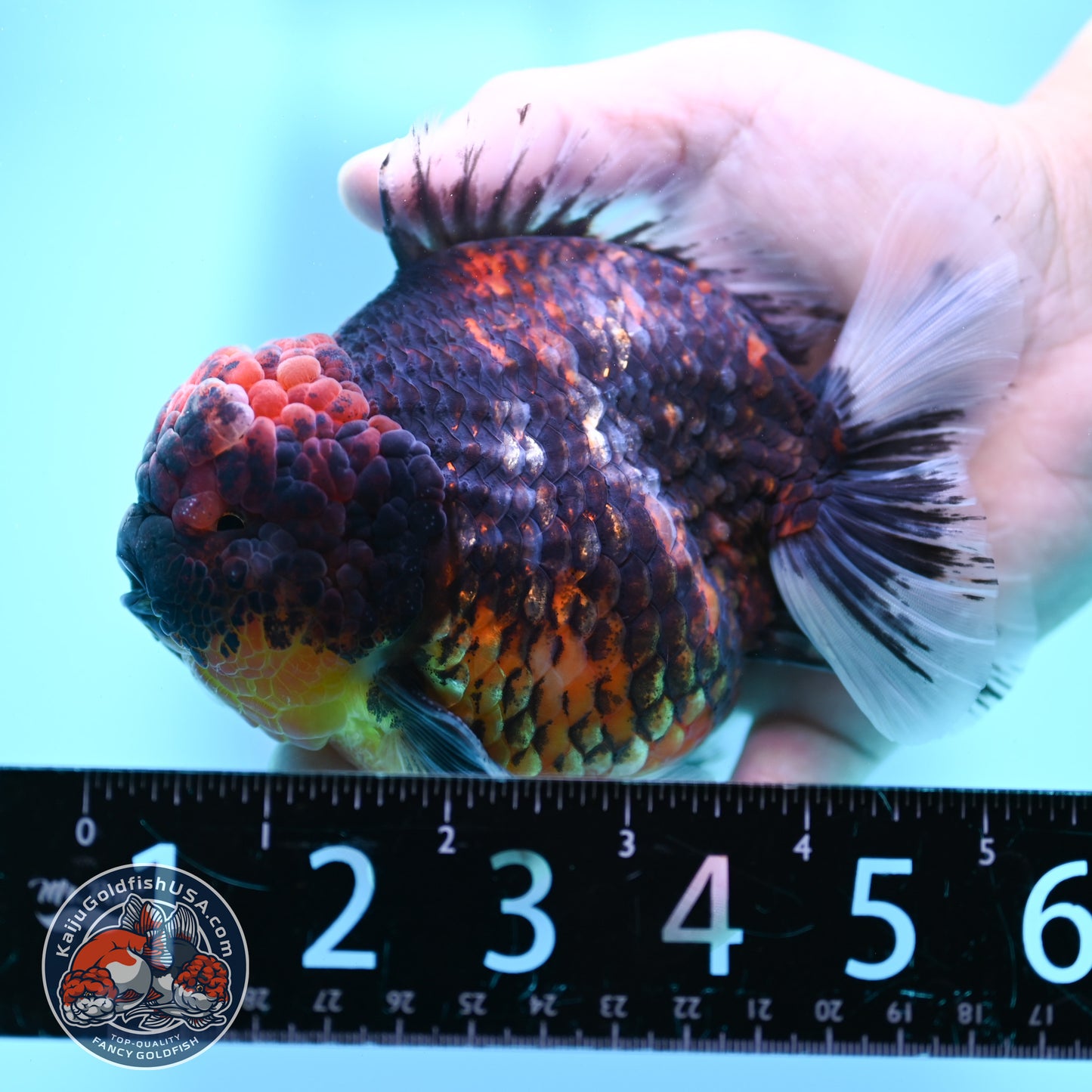 Heavy Ink Tiger Oranda 4 inch Body (260424_OR07)