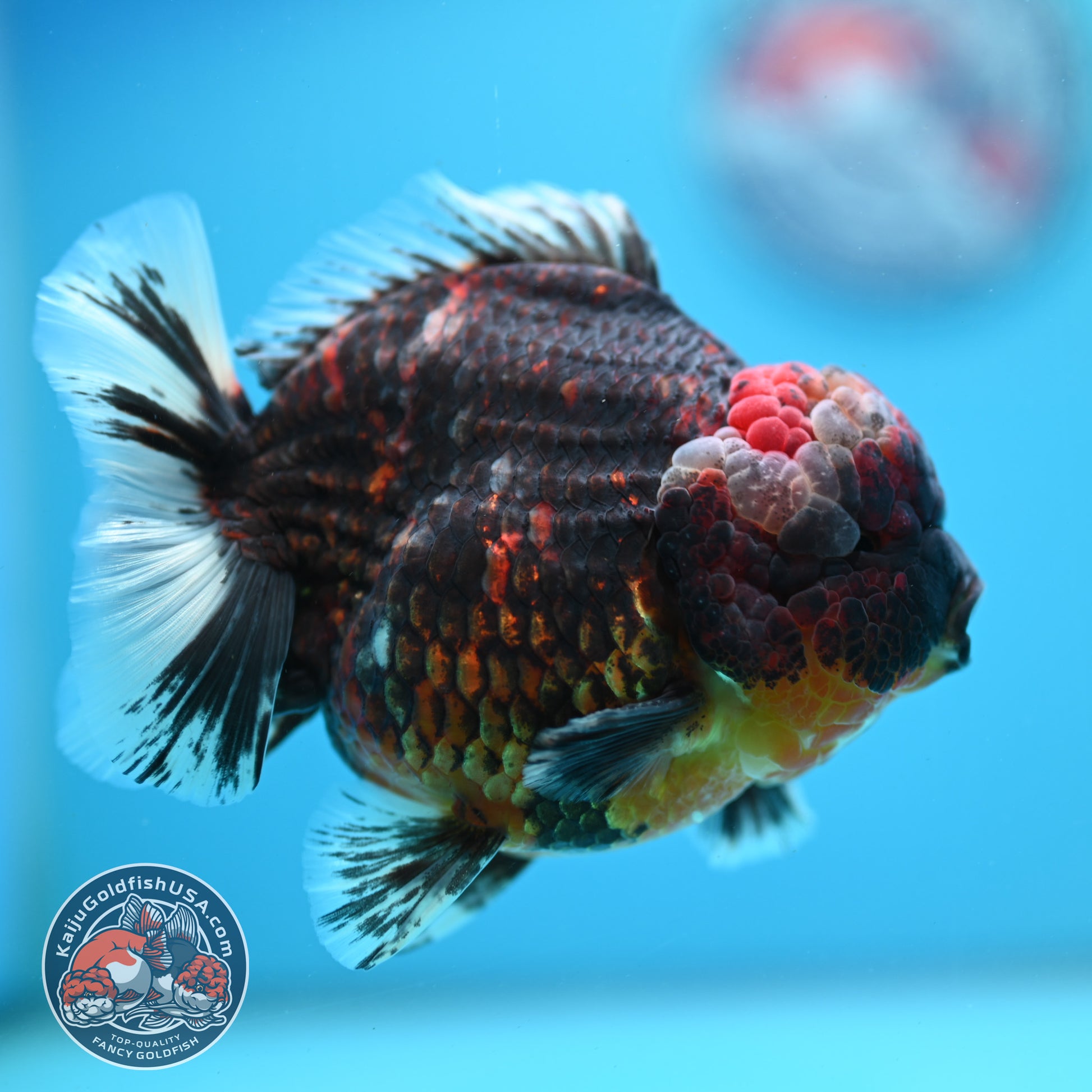 Heavy Ink Tiger Oranda 4 inch Body (260424_OR07)
