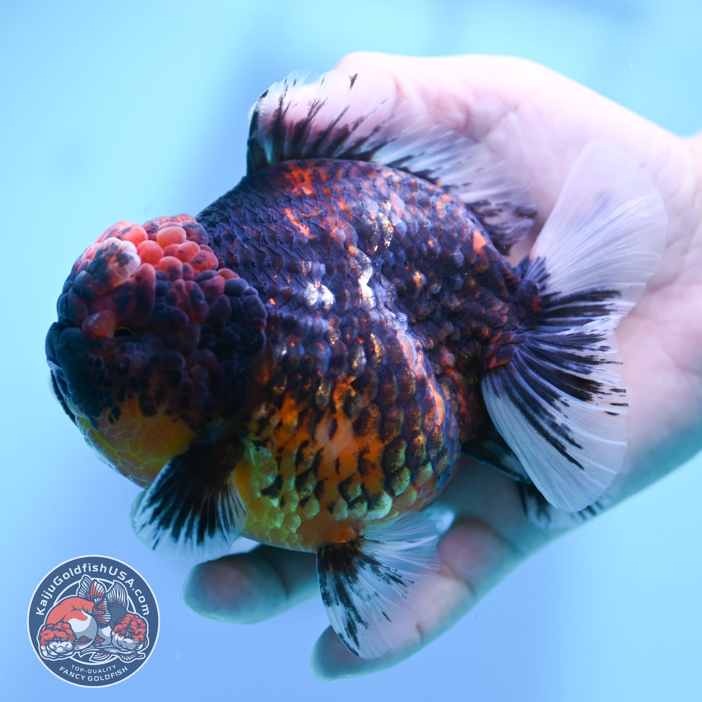 Heavy Ink Tiger Oranda 4 inch Body (260424_OR07)
