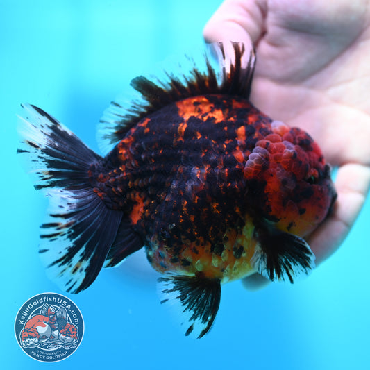 Heavy Ink Tiger Oranda 4 inch Body (260424_OR11)