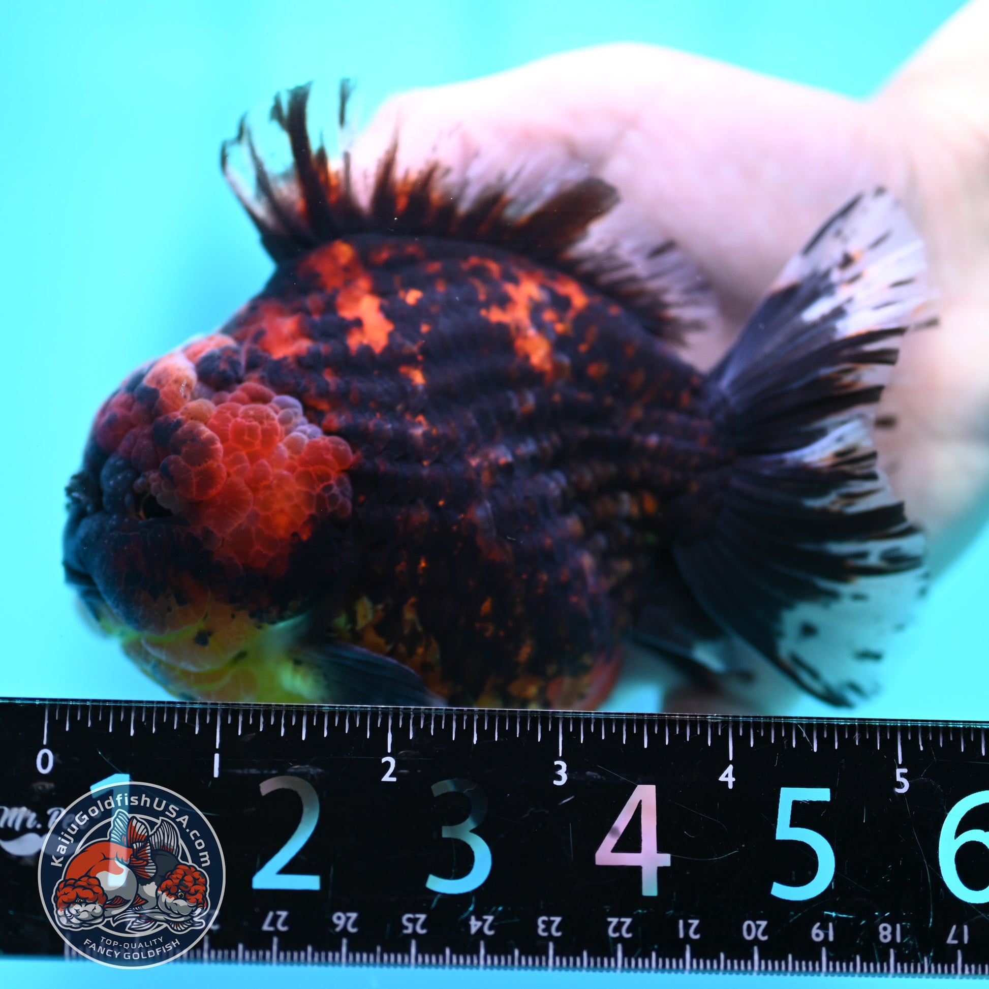 Heavy Ink Tiger Oranda 4 inch Body (260424_OR11)