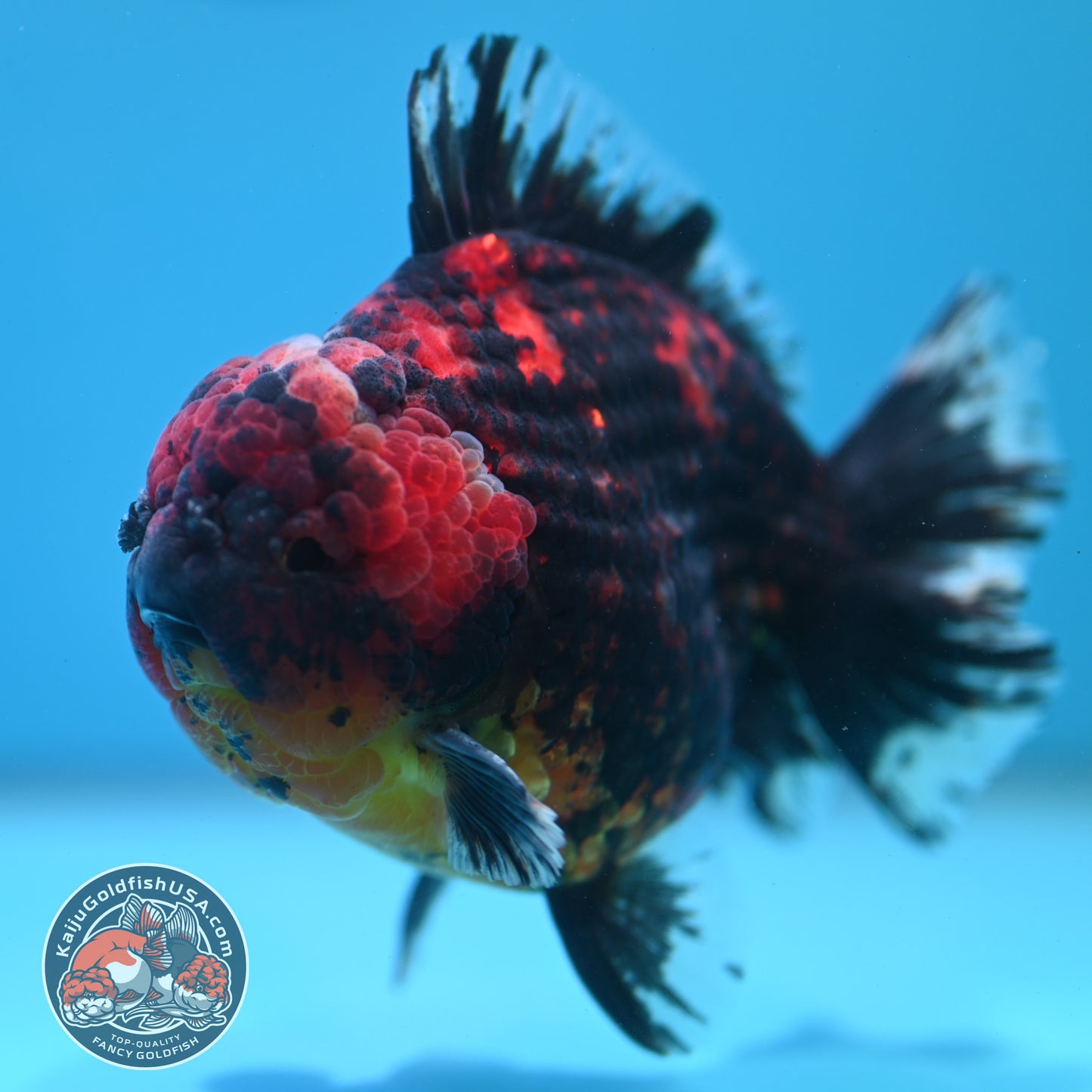 Heavy Ink Tiger Oranda 4 inch Body (260424_OR11)