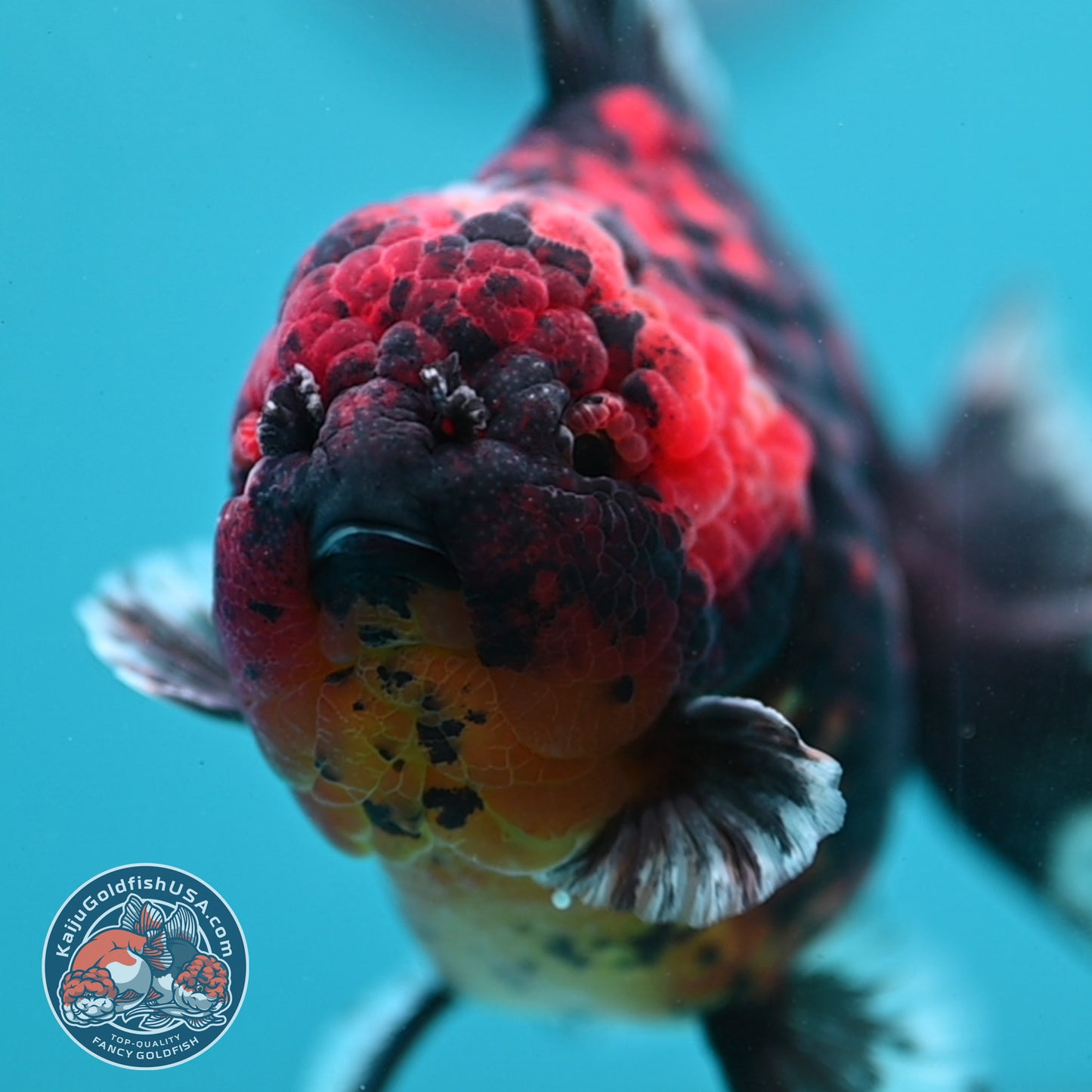 Heavy Ink Tiger Oranda 4 inch Body (260424_OR11)