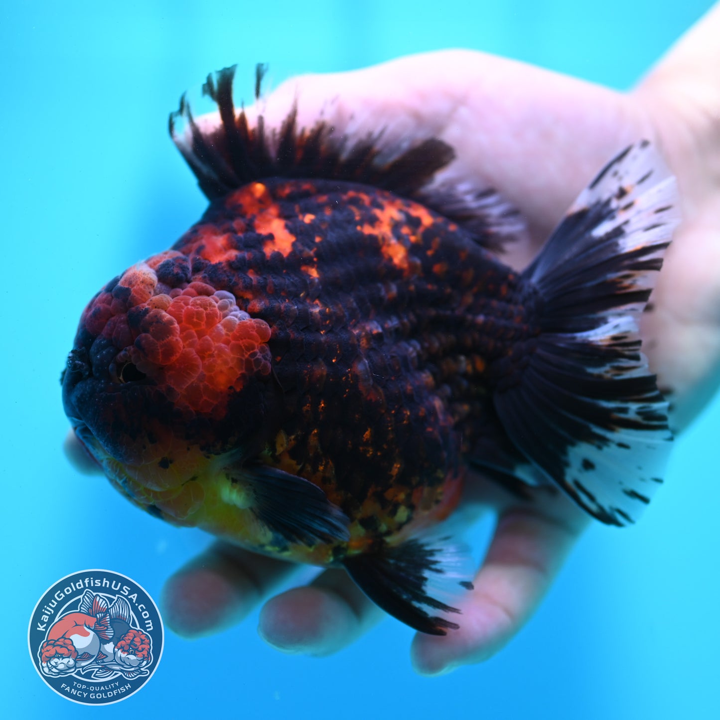 Heavy Ink Tiger Oranda 4 inch Body (260424_OR11)