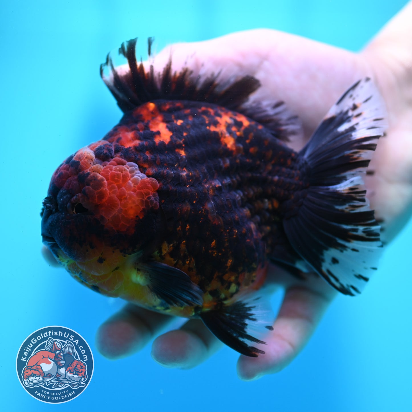 Heavy Ink Tiger Oranda 4 inch Body (260424_OR11)