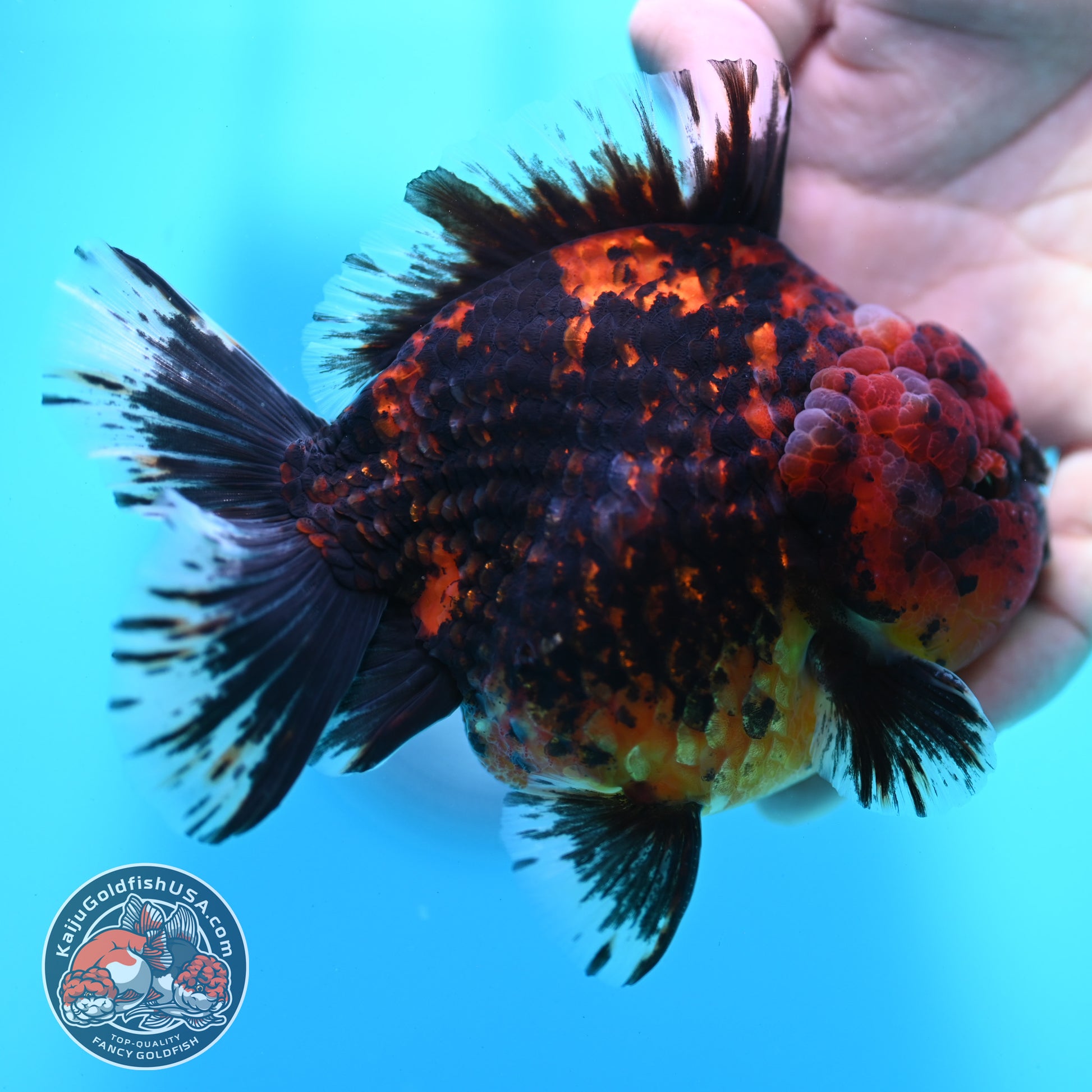 Heavy Ink Tiger Oranda 4 inch Body (260424_OR11)