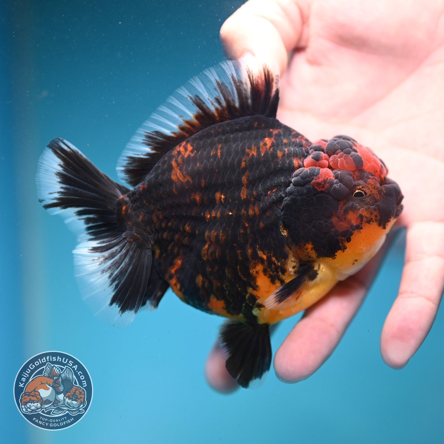 Heavy Ink Tiger Oranda 4 inch Body (260821_OR21)