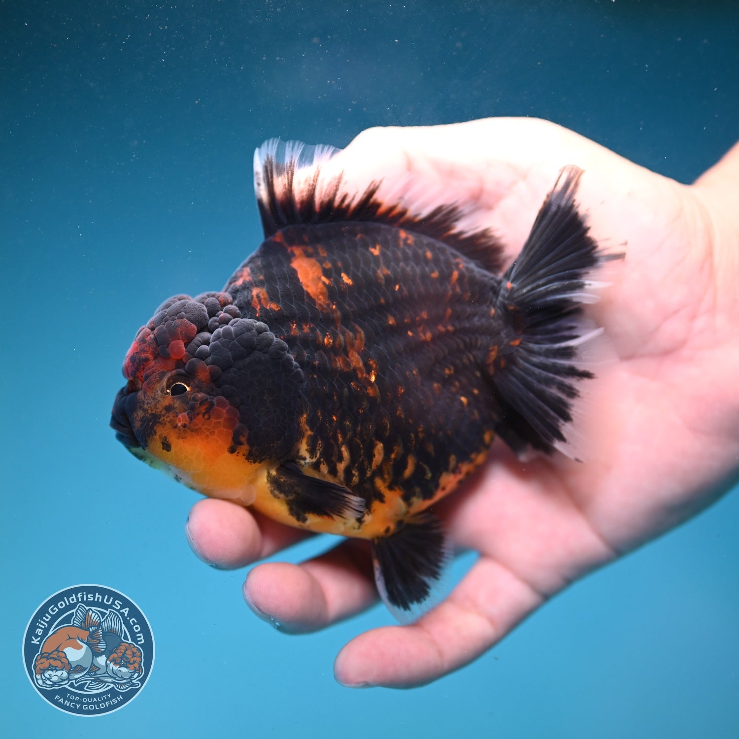 Heavy Ink Tiger Oranda 4 inch Body (260821_OR21)