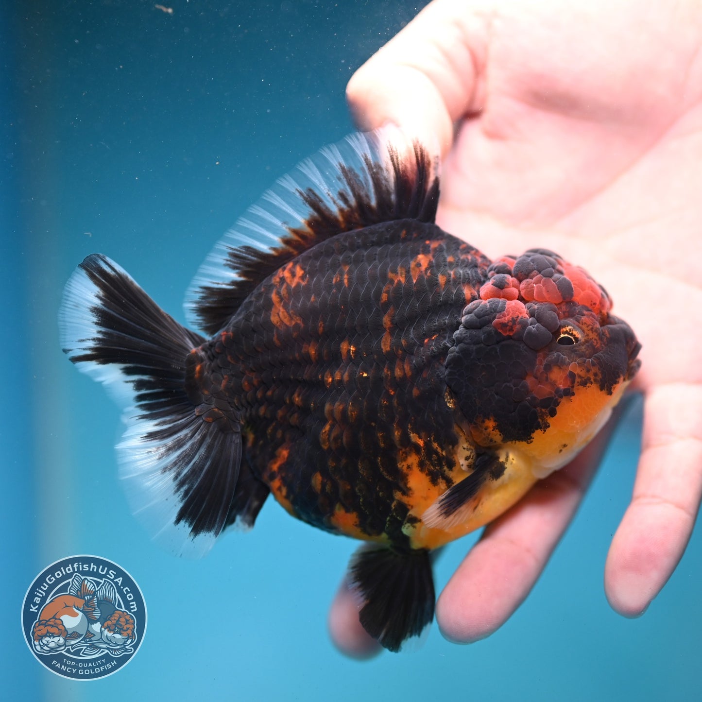 Heavy Ink Tiger Oranda 4 inch Body (260821_OR21)