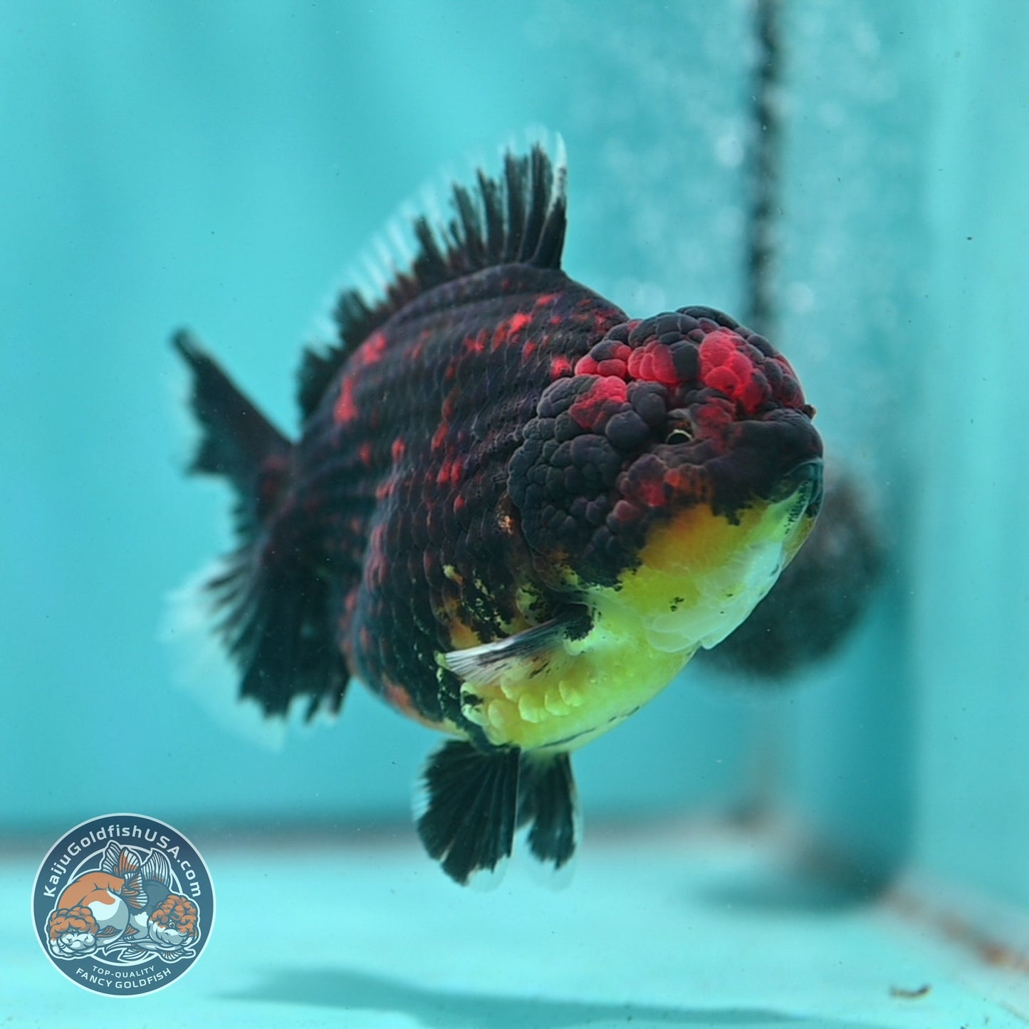 Heavy Ink Tiger Oranda 4 inch Body (260821_OR21)