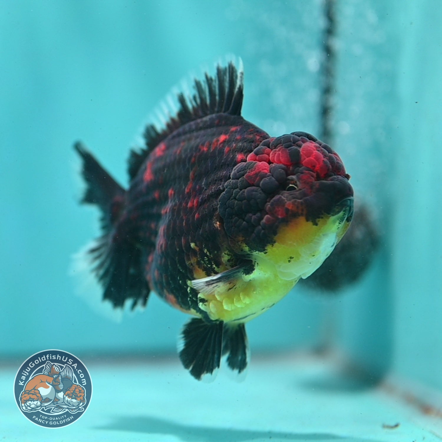 Heavy Ink Tiger Oranda 4 inch Body (260821_OR21)