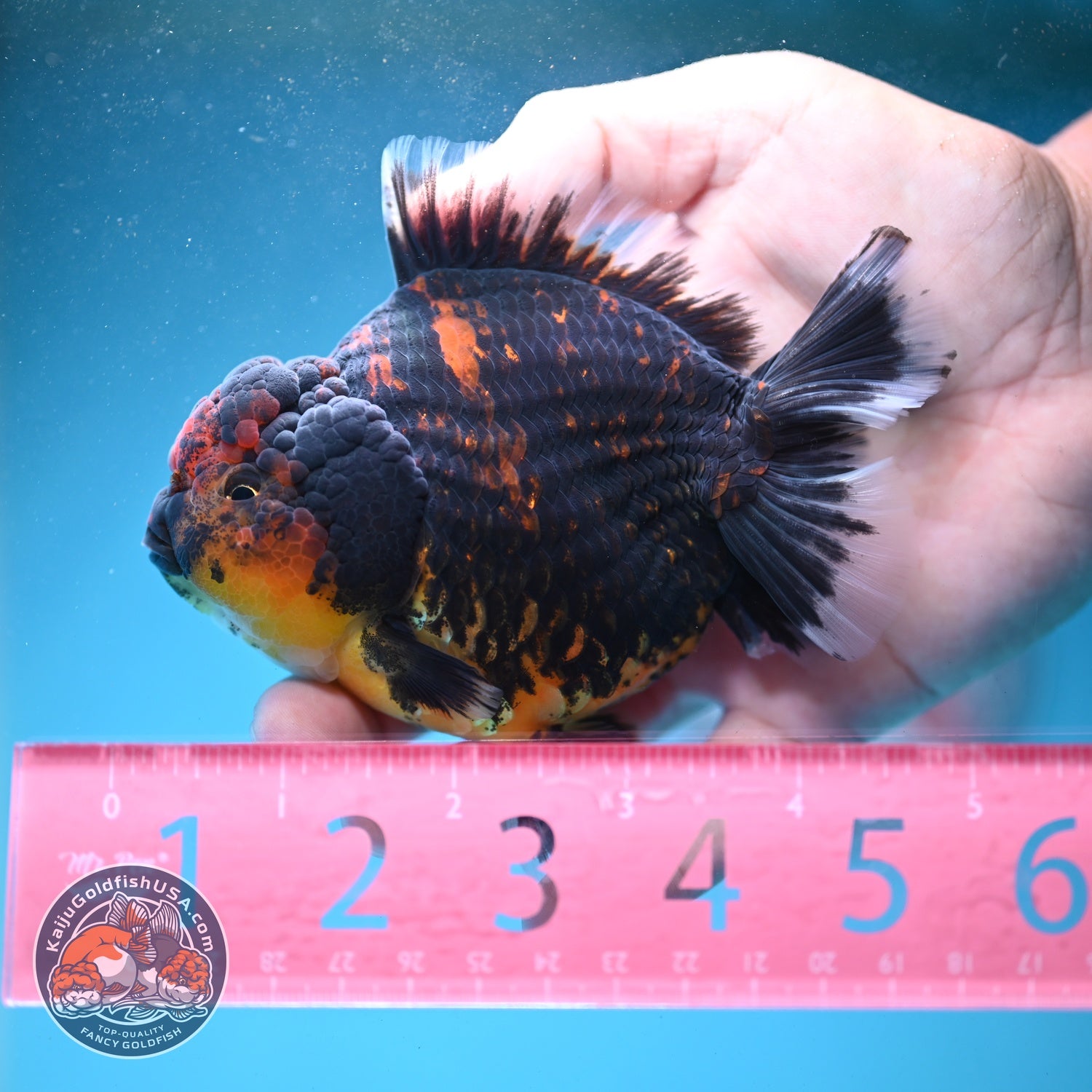 Heavy Ink Tiger Oranda 4 inch Body (260821_OR21)