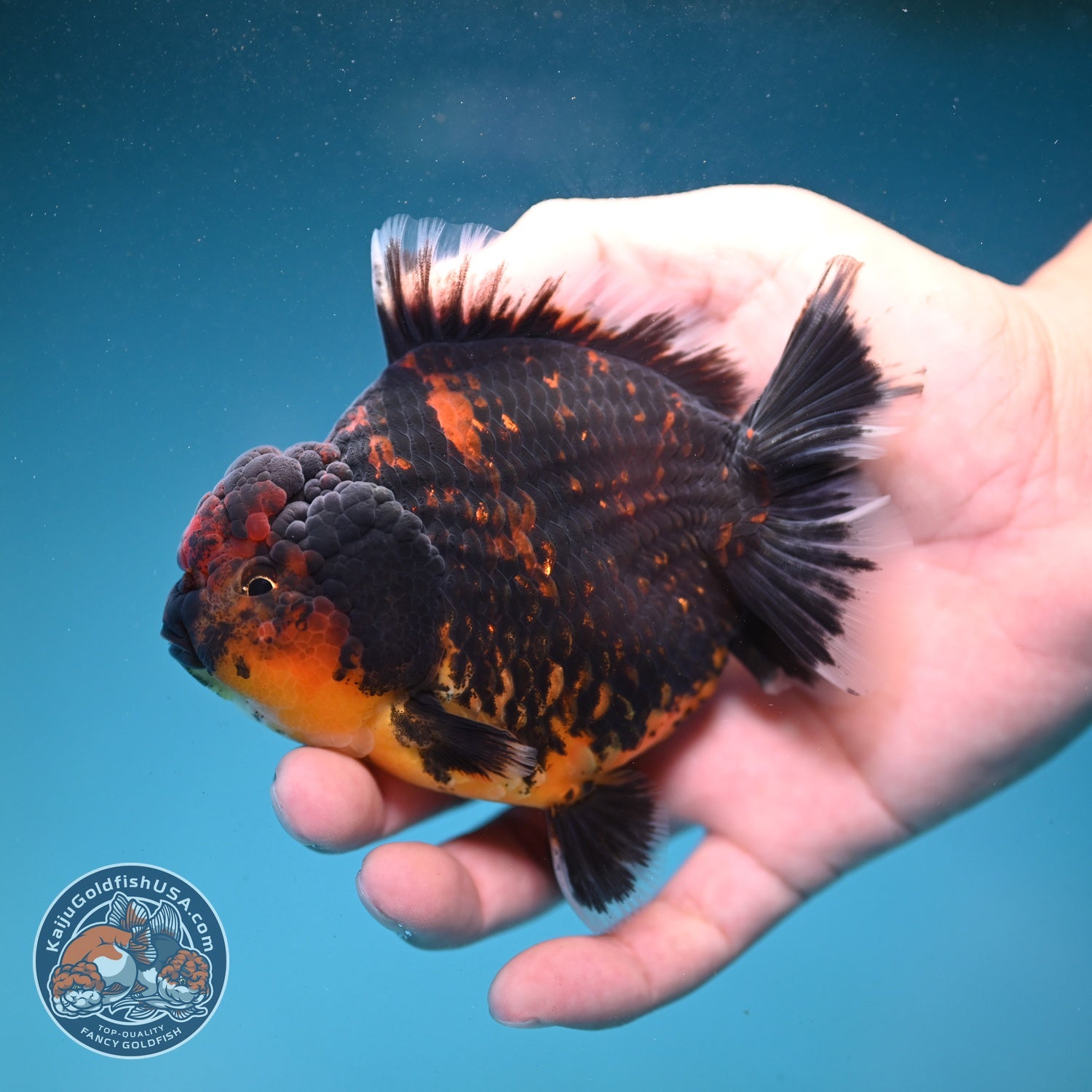 Heavy Ink Tiger Oranda 4 inch Body (260821_OR21)