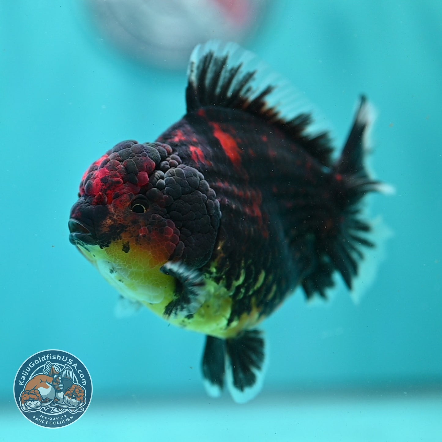 Heavy Ink Tiger Oranda 4 inch Body (260821_OR21)