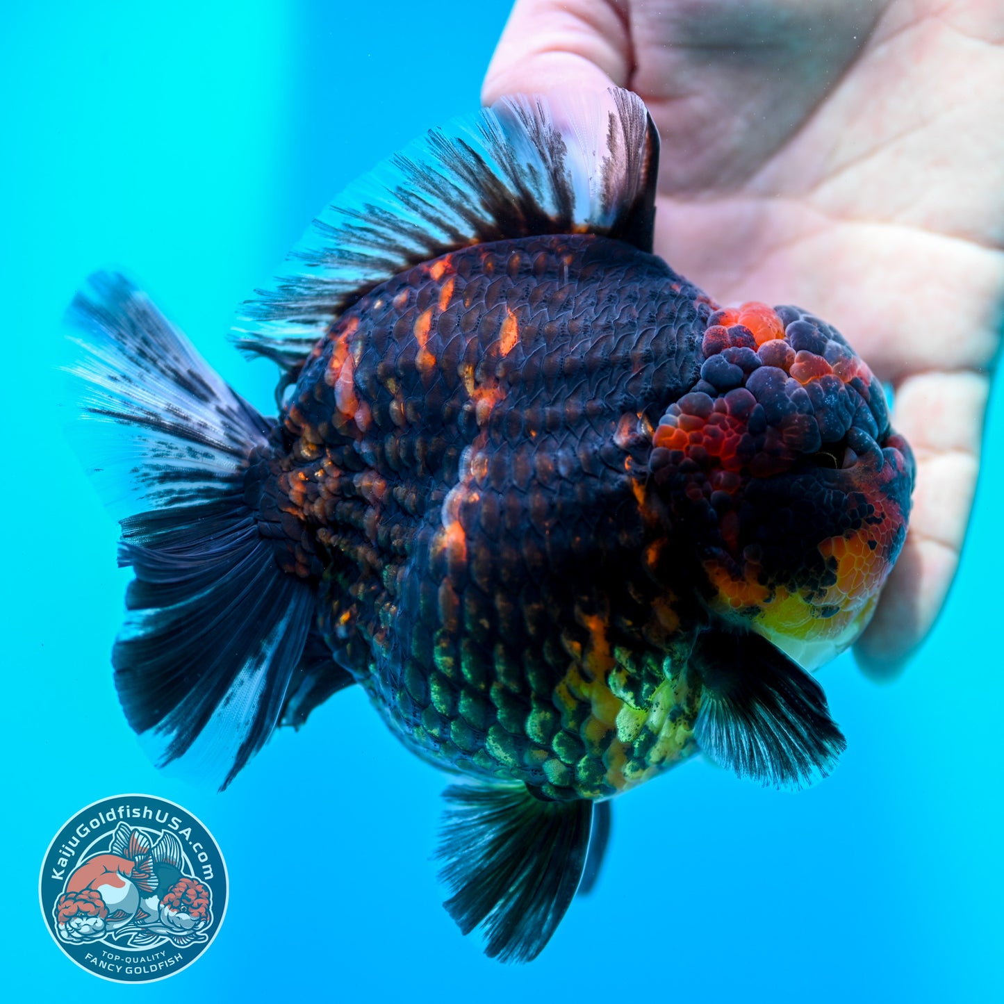 Heavy Ink Tiger Oranda 4.5 inch Body (260424_OR09)