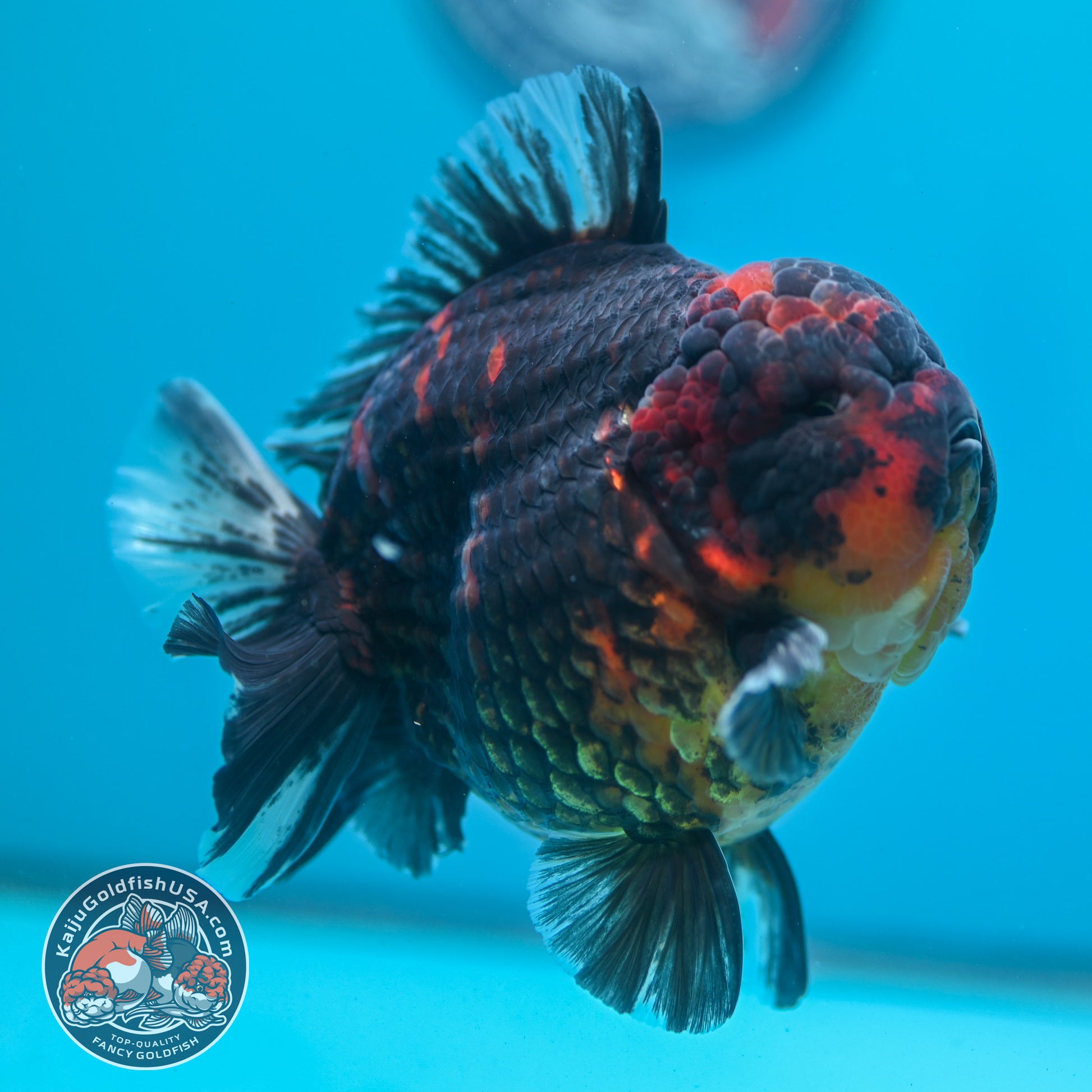 Heavy Ink Tiger Oranda 4.5 inch Body (260424_OR09)