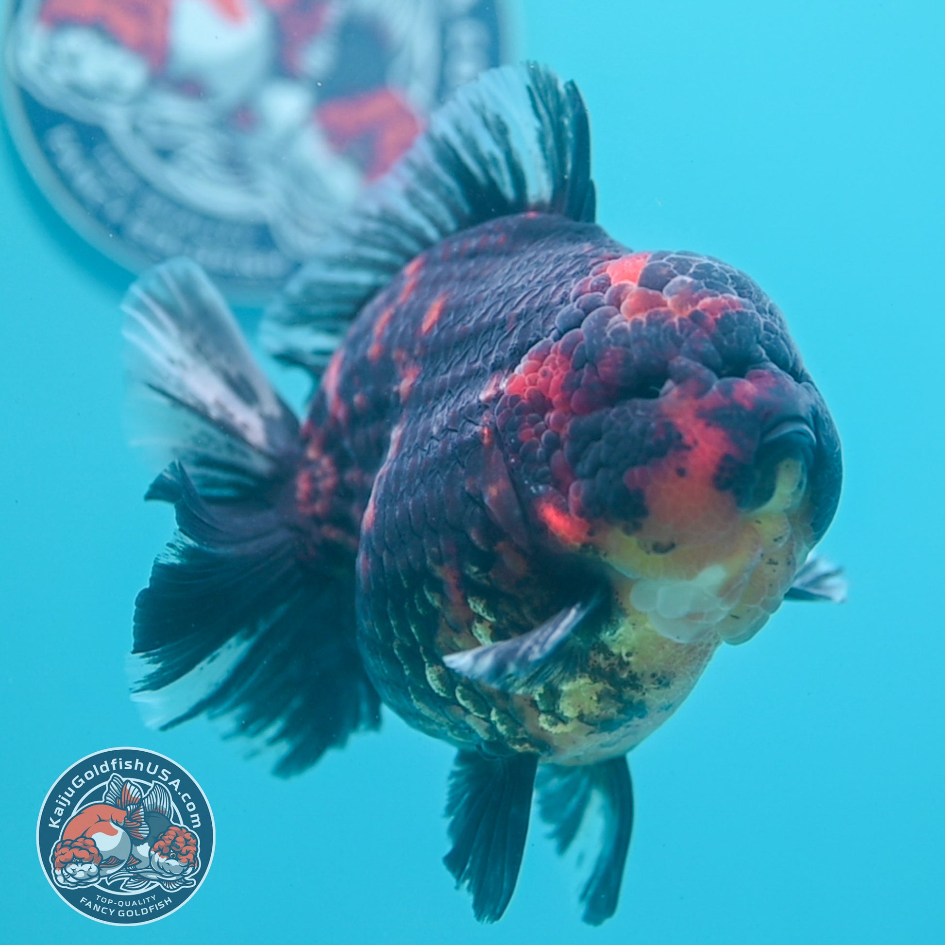 Heavy Ink Tiger Oranda 4.5 inch Body (260424_OR09)