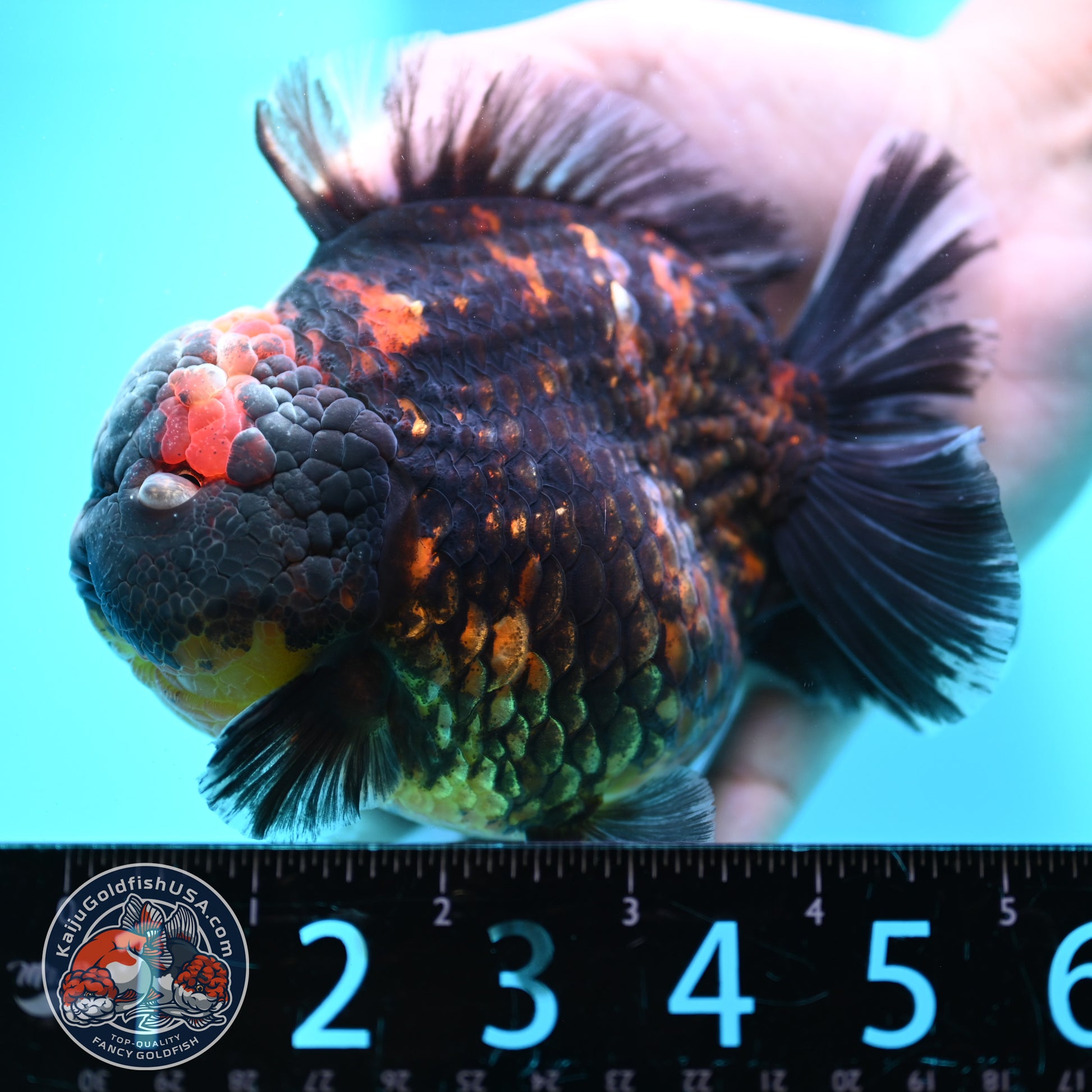 Heavy Ink Tiger Oranda 4.5 inch Body (260424_OR09)